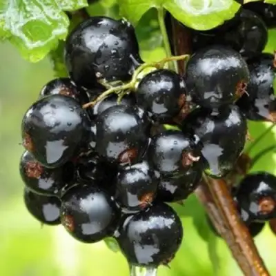 Смородина черная БЫЛИННАЯ (ВЕРНОСТЬ) в Колодищи