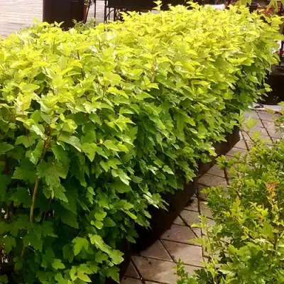 Комплект АНГЕЛ ГОЛД в Колодищи