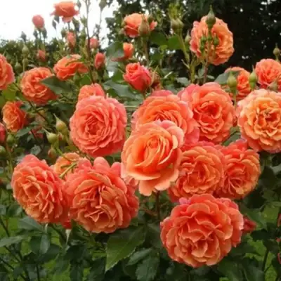 Роза БЕЛЬВЕДЕР шраб в Колодищи