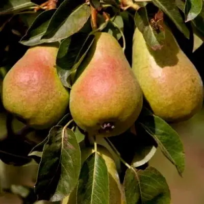 Груша РУССКАЯ КРАСАВИЦА (КРАСАВИЦА ЧЕРНЕНКО) в Колодищи