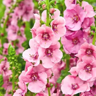 Коровяк ПИНК ДОМИНО гибридный (вербаскум) в Колодищи