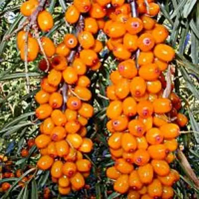 Облепиха СУДАРУШКА в Колодищи