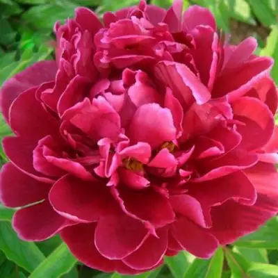 Пион КИТАЙСКИЙ ШЕЛК травянистый в Колодищи