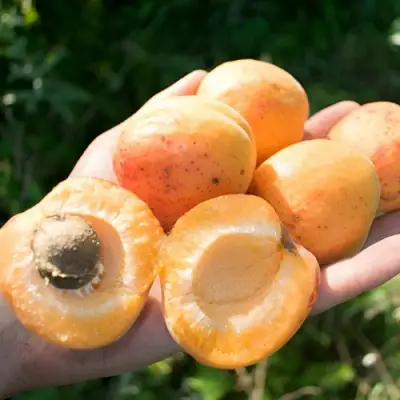 Абрикос ХАРГРАНД в Колодищи