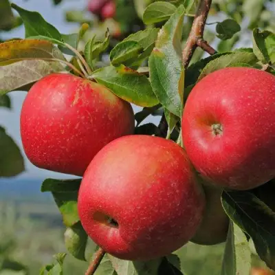 Яблоня ГАЛА МАСТ в Колодищи