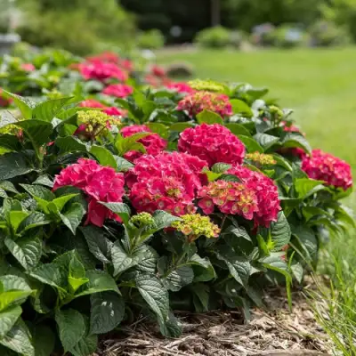 Гортензия ЭНДЛЕСС САММЕР ЛАВ крупнолистная в Колодищи