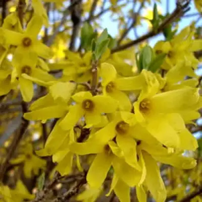 Форзиция ФОРЧУНА в Колодищи