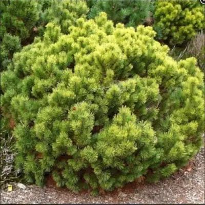 Ель ДАНС ДВАРФ обыкновення в Колодищи