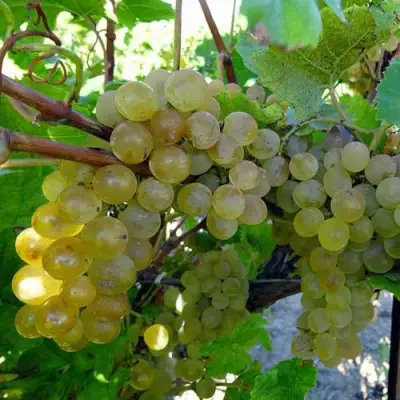 Виноград КРИСТАЛЛ в Колодищи