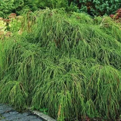 Кипарисовик ФИЛИФЕРА НАНА горохоплодный  в Колодищи