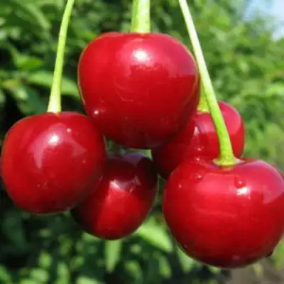 Дюк ПРЕВОСХОДНАЯ ВЕНЬЯМИНОВА в Колодищи