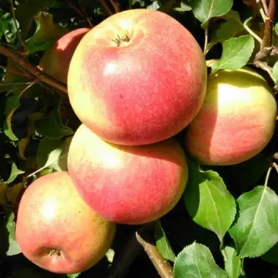 Яблоня ЭМБАССИ в Колодищи