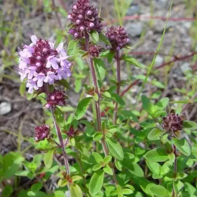 Тимьян яйцевидный в Колодищи