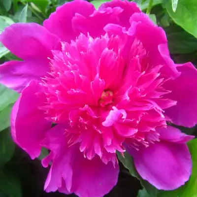 Пион РОЗОВЫЙ БУДДА травянистый в Колодищи