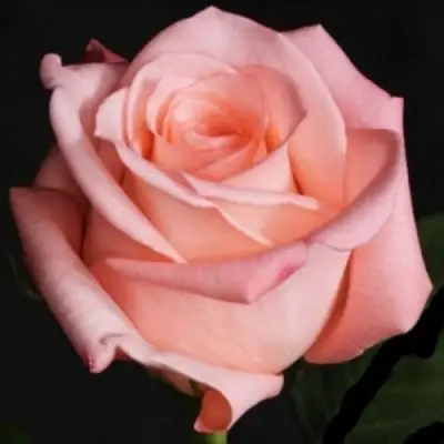 Роза АНГАЖЕМЕНТ чайно-гибридная в Колодищи