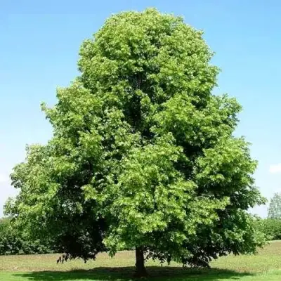 Липа мелколистная в Колодищи