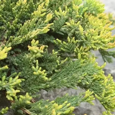Можжевельник ГОЛДЕН КАРПЕТ горизонтальный  в Колодищи