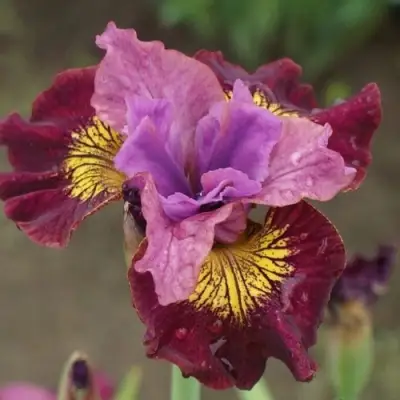 Ирис МИСС ЭППЛ сибирский в Колодищи