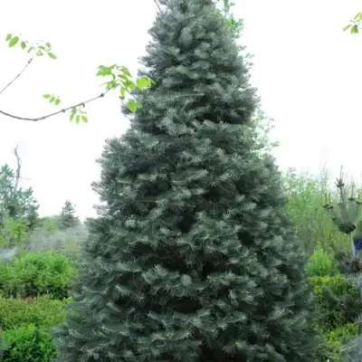 Пихта белая в Колодищи