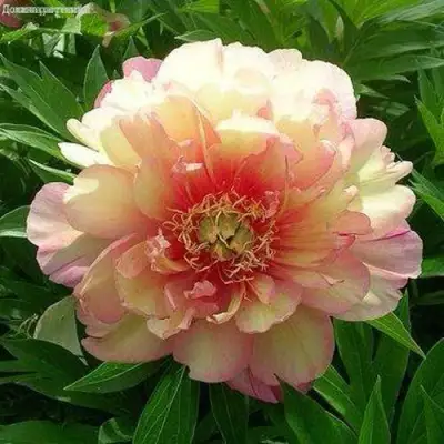 Пион ДЖУЛИЯ РОУЗ ито-гибрид в Колодищи