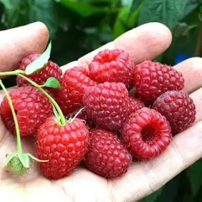 Малина ХИМБО-ТОП в Колодищи