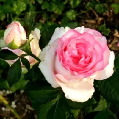 Роза ДОЛЬЧЕ ВИТА чайно-гибридная в Колодищи