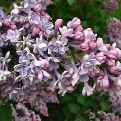 Сирень КОНДОРСЕ в Колодищи