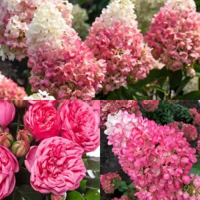 Комплект МАЛИНОВЫЙ ДЕСЕРТ в Колодищи