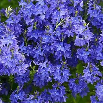 Вероника РОЯЛ БЛЮ большая в Колодищи