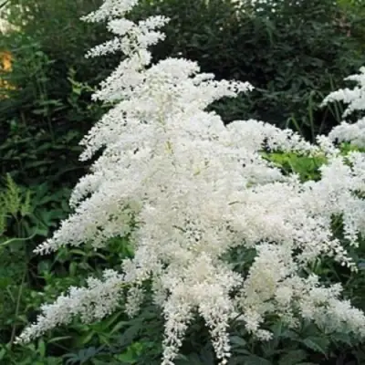 Астильба БРАУТШЛЕЙЕР Арендса в Колодищи