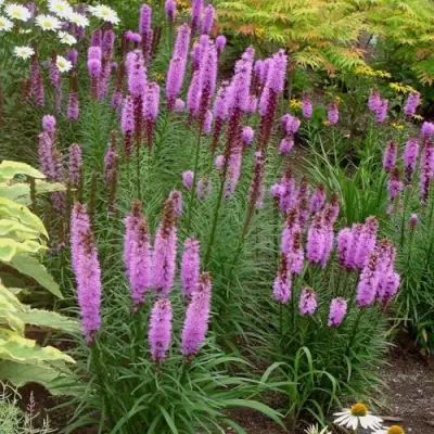 Лиатрис РОЗЕА колосковая в Колодищи