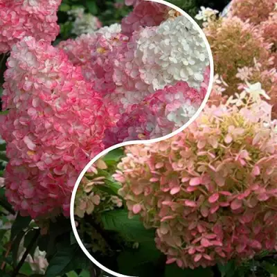 Комплект МАЛИНОВЫЙ ЗАКАТ в Колодищи