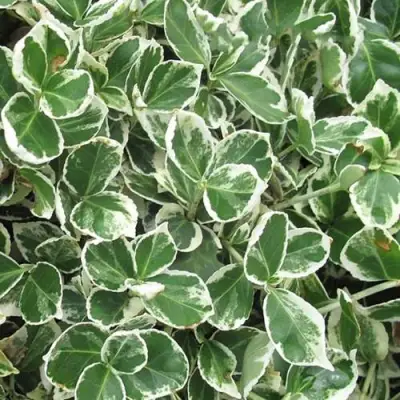 Бересклет ЭМЕРАЛЬД ГАИТИ форчуна  в Колодищи