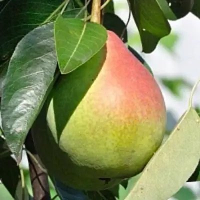 Груша ТАТЬЯНА в Колодищи