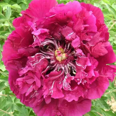 Пион ПУРПУРНЫЙ ОКЕАН древовидный в Колодищи