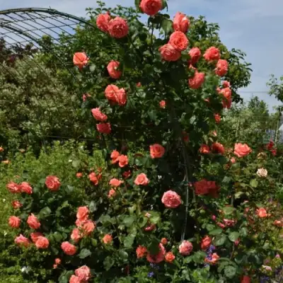 Роза ДИ ДИ БРИДЖУОТЕР плетистая в Колодищи