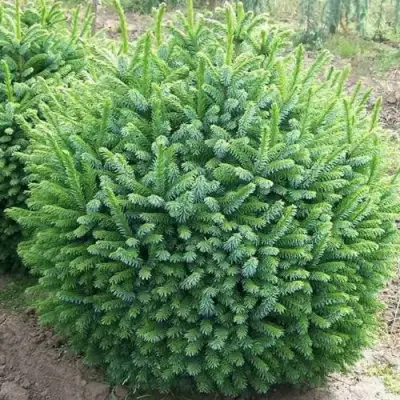 Ель НАНА сербская в Колодищи