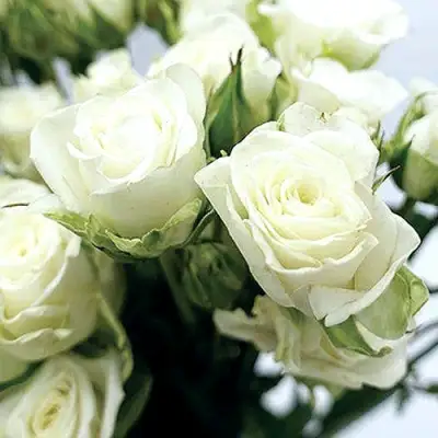 Роза СНОУФЛЕЙК спрей в Колодищи