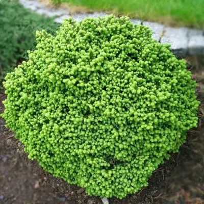 Ель ЛИТЛ ДЖЕМ обыкновенная в Колодищи