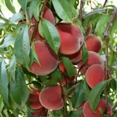 Персик ЮБИЛЕЙ СТОЛИЦЫ колонновидный в Колодищи