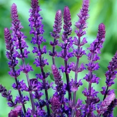 Шалфей КАРАДОНА в Колодищи