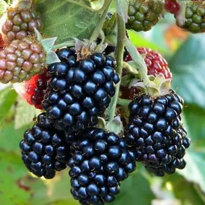 Ежевика ОУАЧИТА бесшипная  в Колодищи