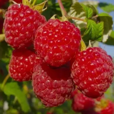 Малина ЭЛЕГАНТНАЯ в Колодищи