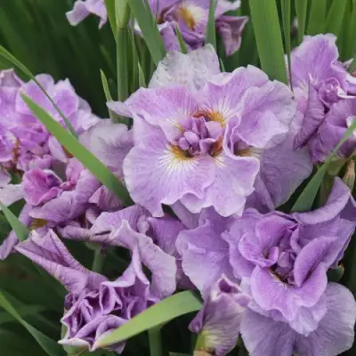 Ирис ХЭВИНГ ФАН сибирский в Колодищи