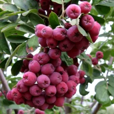 Рябина ТИТАН сладкоплодная  в Колодищи