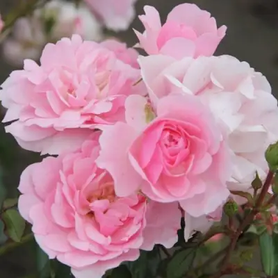 Роза БОНИКА флорибунда в Колодищи