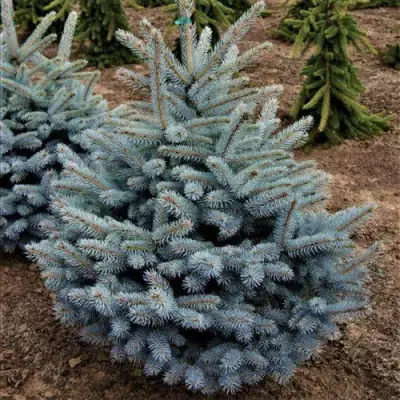 Ель МИСТИ БЛЮ голубая в Колодищи