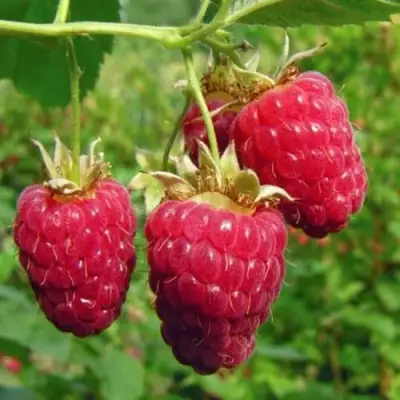 Малина ГОРДОСТЬ РОССИИ в Колодищи