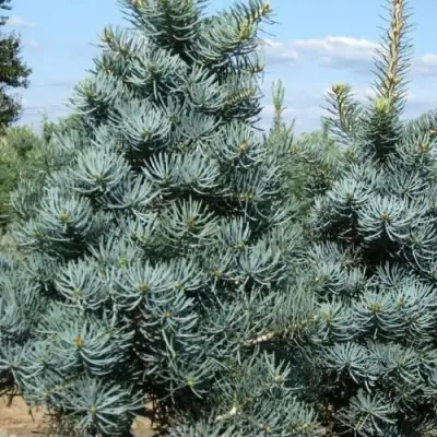 Пихта КОНКОЛОР в Колодищи