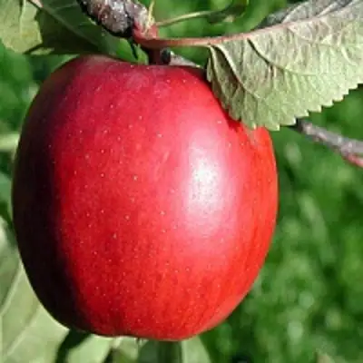 Яблоня РЕДФРИ в Колодищи